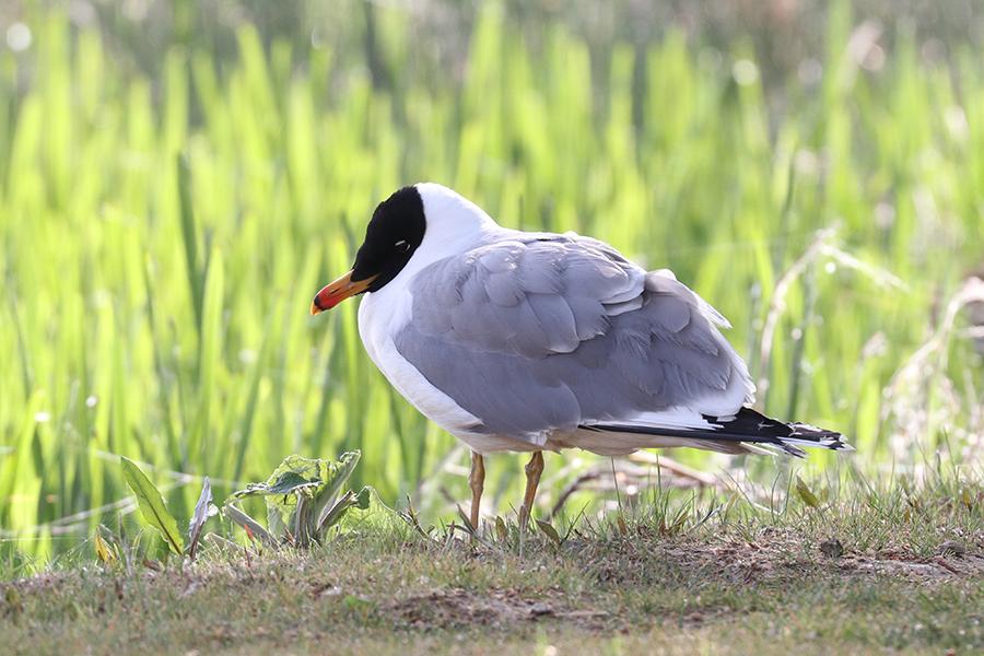 A bird stands at Lalu Wetland National Nature Reserve in Lhasa, Tibet autonomous region. (Photo provided to chinadaily.com.cn)
Environmental protection
Lalu Wetland National Nature Reserve is the world\'s highest and China\'s largest inland natural wetland in Tibet\'s capital Lhasa.
In order to protect the Lhasa\'s \