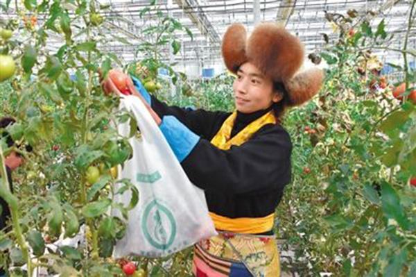 A woman picks up tomato at Zhizhao Pure Land agricultural technology demonstration center in Lhasa, Tibet autonomous region, Feb. 10, 2016. (Photo/people.com.cn)
Agriculture improvement
Around Lhasa, there are many vegetable plantations and dairy factories which combine plateau\'s natural resources with modern high-tech.
Zhizhao Pure Land agricultural technology demonstration center is the world\'s highest elevation plant factory with more than 70 special plants growing at 24,000 square meters.
The center is also a popular base to show scientific farming to visitors.