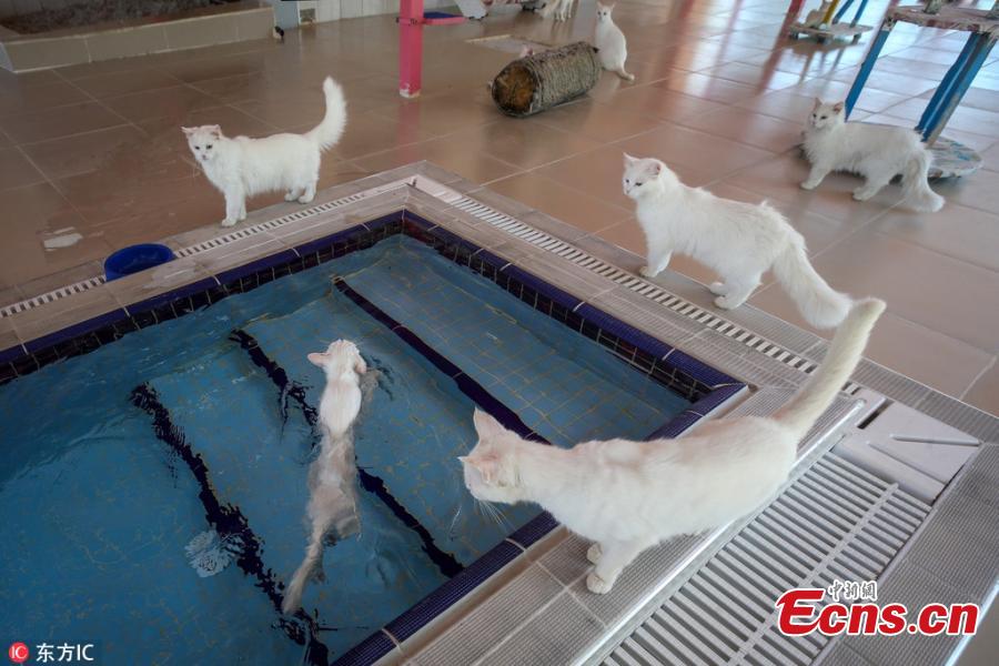 The Van Cat House, run by Yuzuncu Yil University, has built specially designed swimming pools for Van cats, a Turkish breed known for their love of water and swimming, in Van, eastern Turkey. It is currently home to 160 Turkish Van cats. (Photo/IC)
