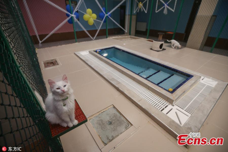 The Van Cat House, run by Yuzuncu Yil University, has built specially designed swimming pools for Van cats, a Turkish breed known for their love of water and swimming, in Van, eastern Turkey. It is currently home to 160 Turkish Van cats. (Photo/IC)