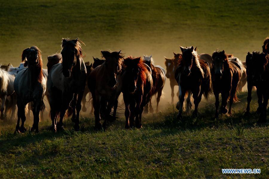 Horses run on a grassland in Hexigten Qi of Chifeng City, north China\'s Inner Mongolia Autonomous Region, June 29, 2018. (Xinhua/Yu Dongsheng)
