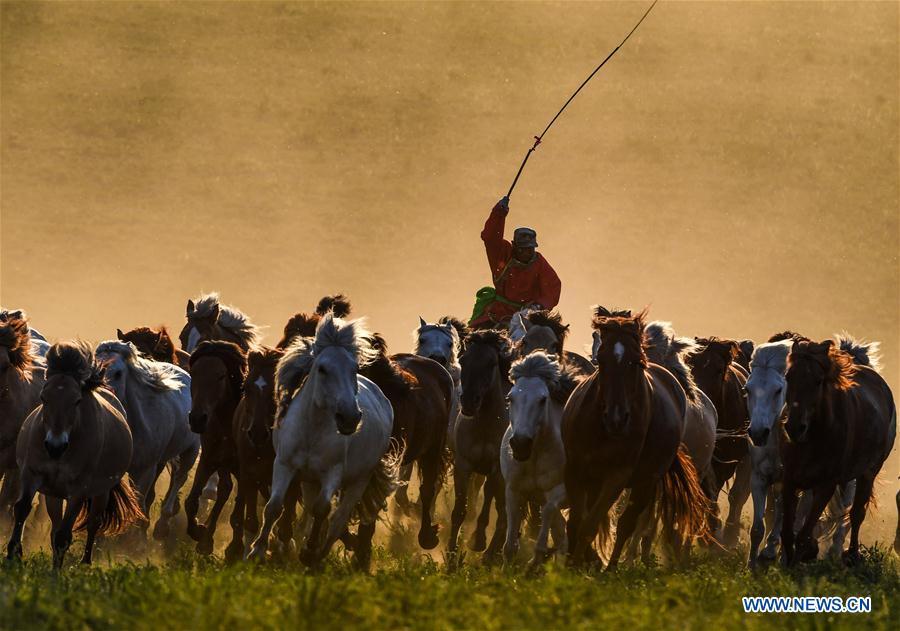 A herdsman drives horses on a grassland in Hexigten Qi of Chifeng City, north China\'s Inner Mongolia Autonomous Region, June 29, 2018. (Xinhua/Peng Yuan)