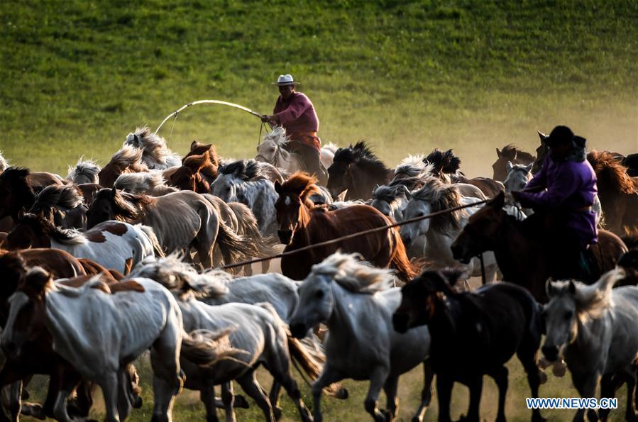 Herdsmen drive horses on a grassland in Hexigten Qi of Chifeng City, north China\'s Inner Mongolia Autonomous Region, June 30, 2018. (Xinhua/Peng Yuan)