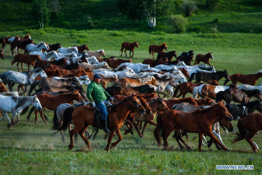 A herdsman drives horses on a grassland in Hexigten Qi of Chifeng City, north China\'s Inner Mongolia Autonomous Region, June 29, 2018. (Xinhua/Yu Dongsheng)