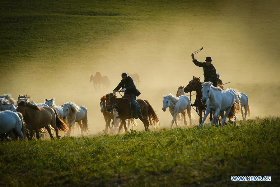 Herdsmen drive horses on a grassland in Hexigten Qi of Chifeng City, north China\'s Inner Mongolia Autonomous Region, June 29, 2018. (Xinhua/Yu Dongsheng)