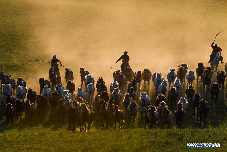 Herdsmen drive horses on a grassland in Hexigten Qi of Chifeng City, north China\'s Inner Mongolia Autonomous Region, June 29, 2018. (Xinhua/Peng Yuan)