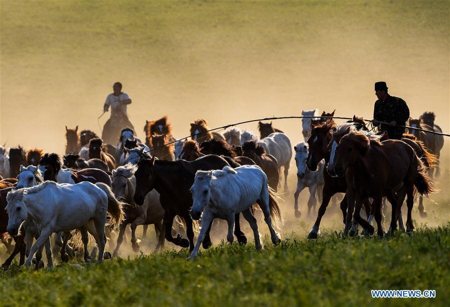 Herdsmen drive horses on a grassland in Hexigten Qi of Chifeng City, north China\'s Inner Mongolia Autonomous Region, June 29, 2018. (Xinhua/Peng Yuan)