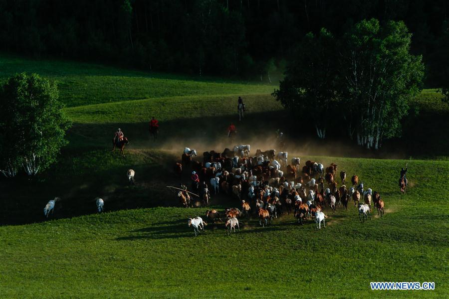 A herdsman drives horses on a grassland in Hexigten Qi of Chifeng City, north China\'s Inner Mongolia Autonomous Region, June 29, 2018. (Xinhua/Peng Yuan)
