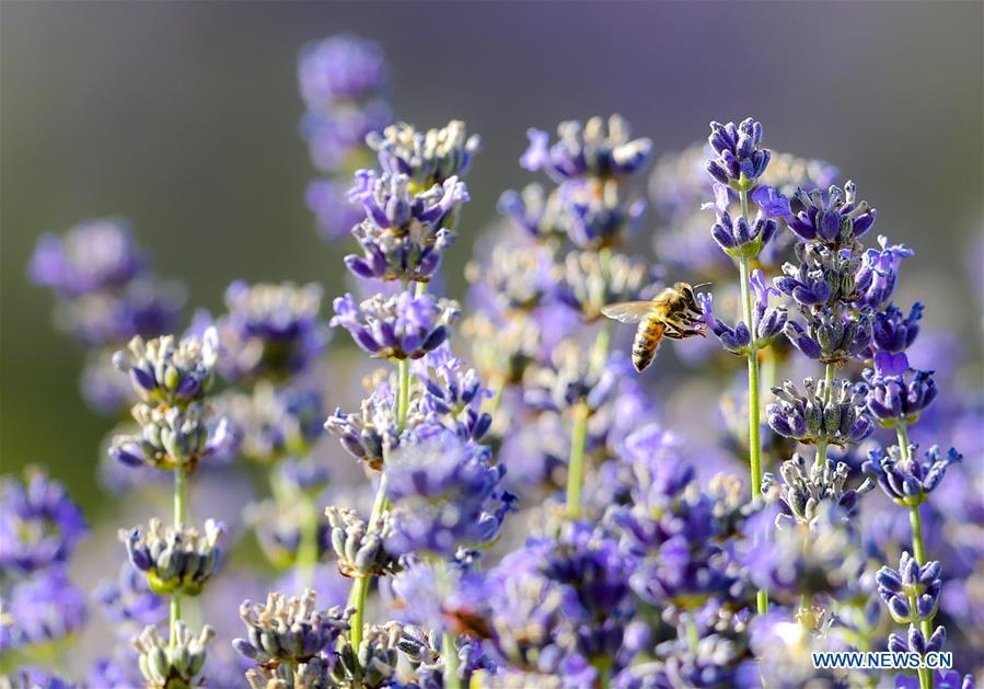 A bee drones among the lavender fields in the Ili River valley in Qapqal Xibe Autonomous County, Kazak Autonomous Prefecture of Ili, northwest China\'s Xinjiang Uygur Autonomous Region, June 27, 2018. Lavenders bloom in the Ili River valley. (Xinhua/Zhao Ge)