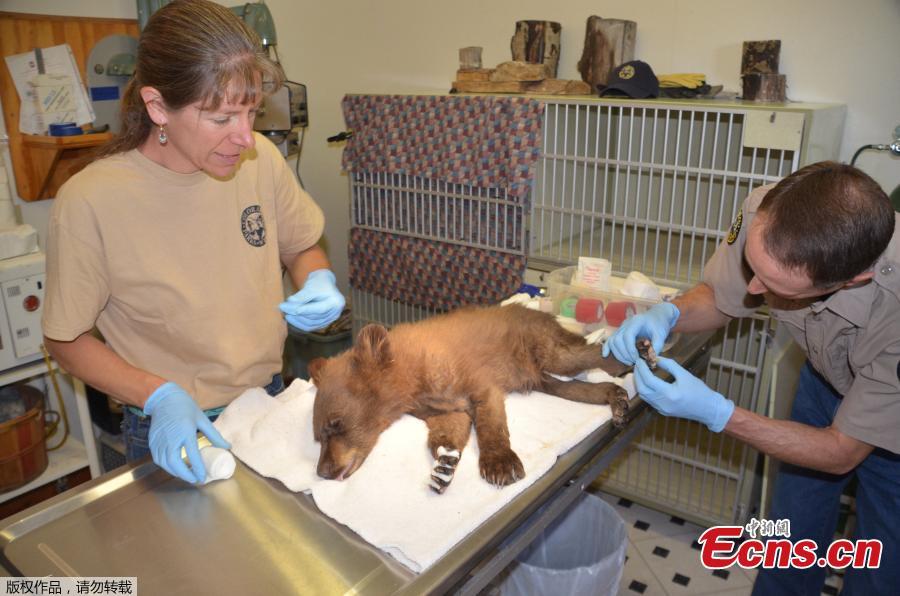 A female bear cub lies on a table with bandages on her burned paws in Del Norte, Colo., June 27, 2018. The cub, rescued on June 22, 2018 from a wildfire north of Durango, Colo., is being treated at a Colorado Parks and Wildlife facility in Del Norte and is expected to recover and to be returned to the wild. (Photo/Agencies)