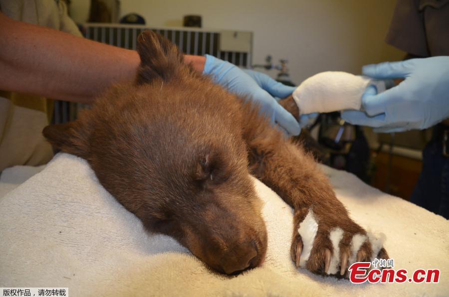 A female bear cub lies on a table with bandages on her burned paws in Del Norte, Colo., June 27, 2018. The cub, rescued on June 22, 2018 from a wildfire north of Durango, Colo., is being treated at a Colorado Parks and Wildlife facility in Del Norte and is expected to recover and to be returned to the wild. (Photo/Agencies)