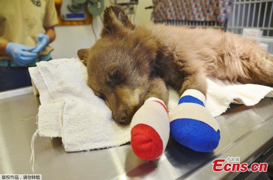 A female bear cub lies on a table with bandages on her burned paws in Del Norte, Colo., June 27, 2018. The cub, rescued on June 22, 2018 from a wildfire north of Durango, Colo., is being treated at a Colorado Parks and Wildlife facility in Del Norte and is expected to recover and to be returned to the wild. (Photo/Agencies)