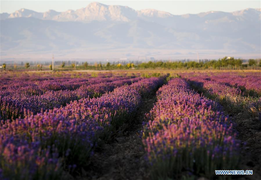 Lavenders bloom in the Ili River valley in Qapqal Xibe Autonomous County, Kazak Autonomous Prefecture of Ili, northwest China\'s Xinjiang Uygur Autonomous Region, June 27, 2018. (Xinhua/Zhao Ge)