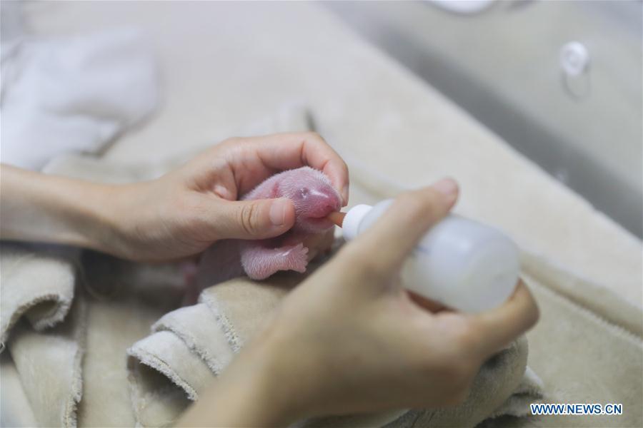 A staff member feeds a giant panda cub at Chengdu Research Base of Giant Panda Breeding in southwest China\'s Sichuan Province, July 2, 2018. Panda Qing He gave birth to male-female panda twins Monday morning. The female cub weighed 117.2 grams and was born at 7:53 a.m., with the male cub following 23 minutes later, weighing 140.8 grams. (Xinhua)