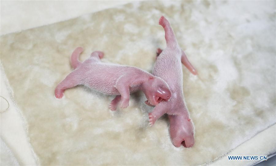 Photo taken on July 2, 2018 shows male-female panda twins at Chengdu Research Base of Giant Panda Breeding in southwest China\'s Sichuan Province. Panda Qing He gave birth to the twins Monday morning. The female cub weighed 117.2 grams and was born at 7:53 a.m., with the male cub following 23 minutes later, weighing 140.8 grams. (Xinhua)