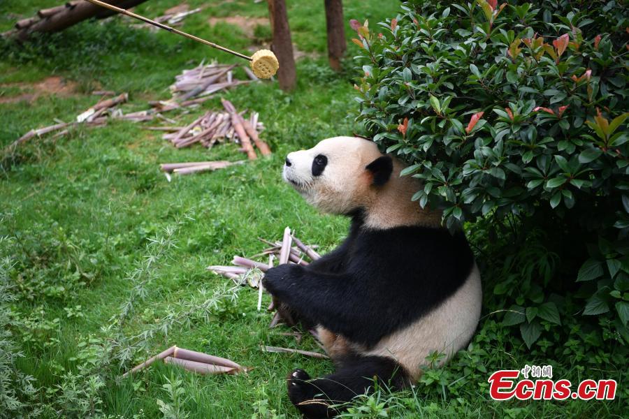 A keeper dressed in a panda uniform delivers a snack to a giant panda with the help of a bamboo stick at the Yunnan Wildlife Park in Kunming City, Southwest China’s Yunnan Province, July 3, 2018. The park has opened a panda kitchen where visitors can see how keepers prepare food for the animals and also participate in the preparation process in the future. (Photo: China News Service/Liu Ranyang)