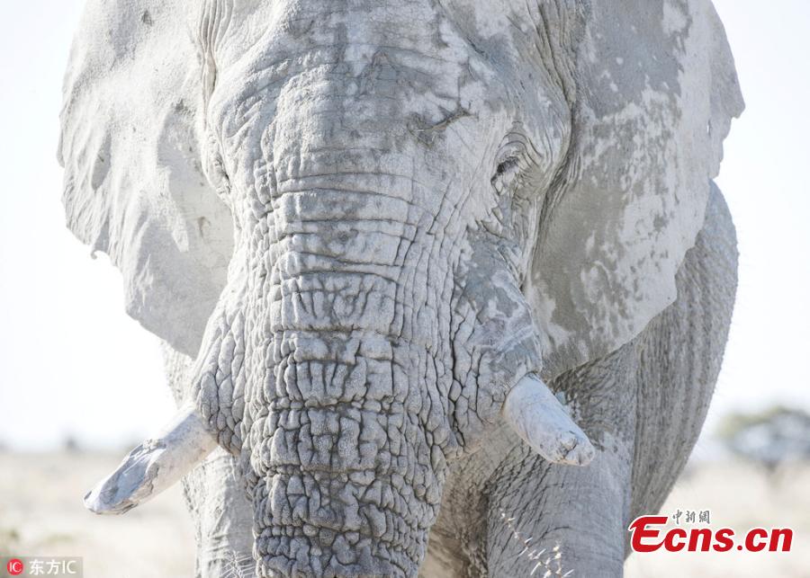 Photo taken by Anja Denker shows an elephant uses clay from the Etosha Pan ? a 120-kilometre lakebed of salt ? to protect itself from the fierce sun at the Etosha National Park in northern Namibia. They coat themselves in the clay and calcite sand, which dries in the sun and lends them white appearance. (Photo/IC)