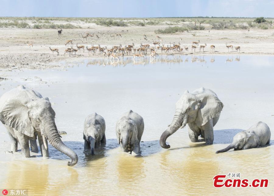 Photo taken by Anja Denker shows elephants use clay from the Etosha Pan ? a 120-kilometre lakebed of salt ? to protect themselves from the fierce sun at the Etosha National Park in northern Namibia. They coat themselves in the clay and calcite sand, which dries in the sun and lends them white appearance. (Photo/IC)