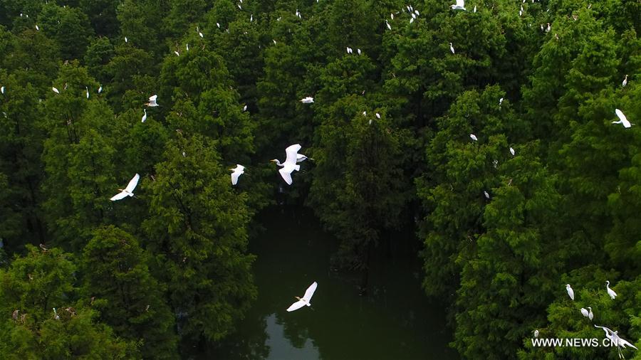 Aerial photo taken on July 5, 2018 shows egrets resting at the Dahantang Reservoir in Lujiang County, east China\'s Anhui Province. The 20-hectare reservoir is a habitat for thousands of egrets. (Xinhua/Guo Chen)
