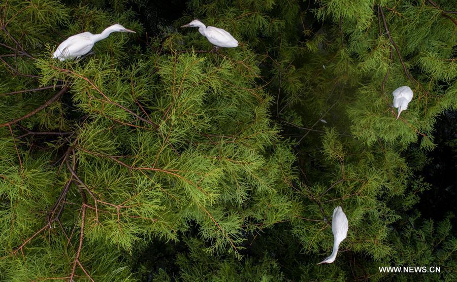 Aerial photo taken on July 5, 2018 shows egrets resting at the Dahantang Reservoir in Lujiang County, east China\'s Anhui Province. The 20-hectare reservoir is a habitat for thousands of egrets. (Xinhua/Guo Chen)