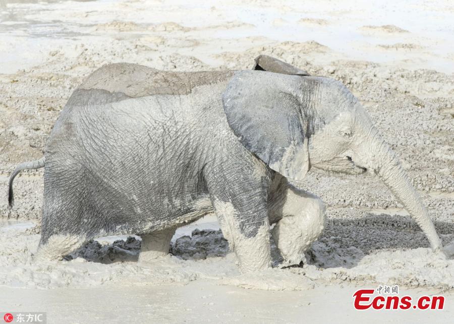 Photo taken by Anja Denker shows an elephant uses clay from the Etosha Pan ? a 120-kilometre lakebed of salt ? to protect itself from the fierce sun at the Etosha National Park in northern Namibia. They coat themselves in the clay and calcite sand, which dries in the sun and lends them white appearance. (Photo/IC)