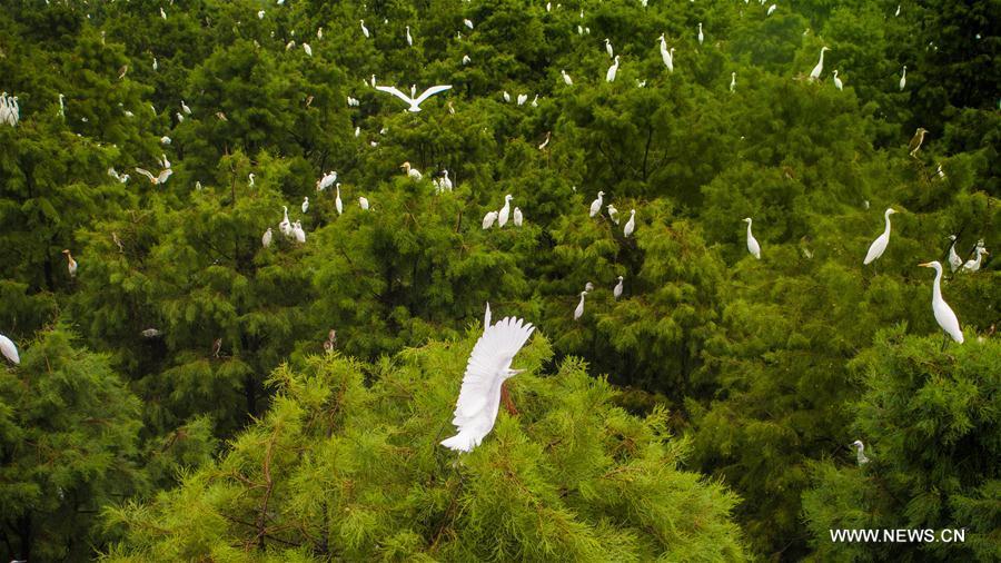 Aerial photo taken on July 5, 2018 shows egrets resting at the Dahantang Reservoir in Lujiang County, east China\'s Anhui Province. The 20-hectare reservoir is a habitat for thousands of egrets. (Xinhua/Guo Chen)
