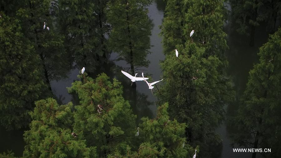 Aerial photo taken on July 5, 2018 shows egrets resting at the Dahantang Reservoir in Lujiang County, east China\'s Anhui Province. The 20-hectare reservoir is a habitat for thousands of egrets. (Xinhua/Guo Chen)