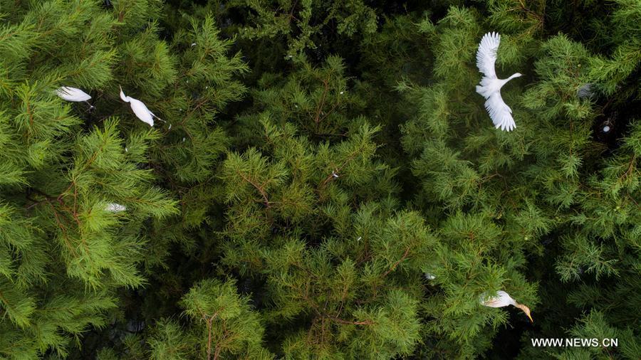 Aerial photo taken on July 5, 2018 shows egrets resting at the Dahantang Reservoir in Lujiang County, east China\'s Anhui Province. The 20-hectare reservoir is a habitat for thousands of egrets. (Xinhua/Guo Chen)