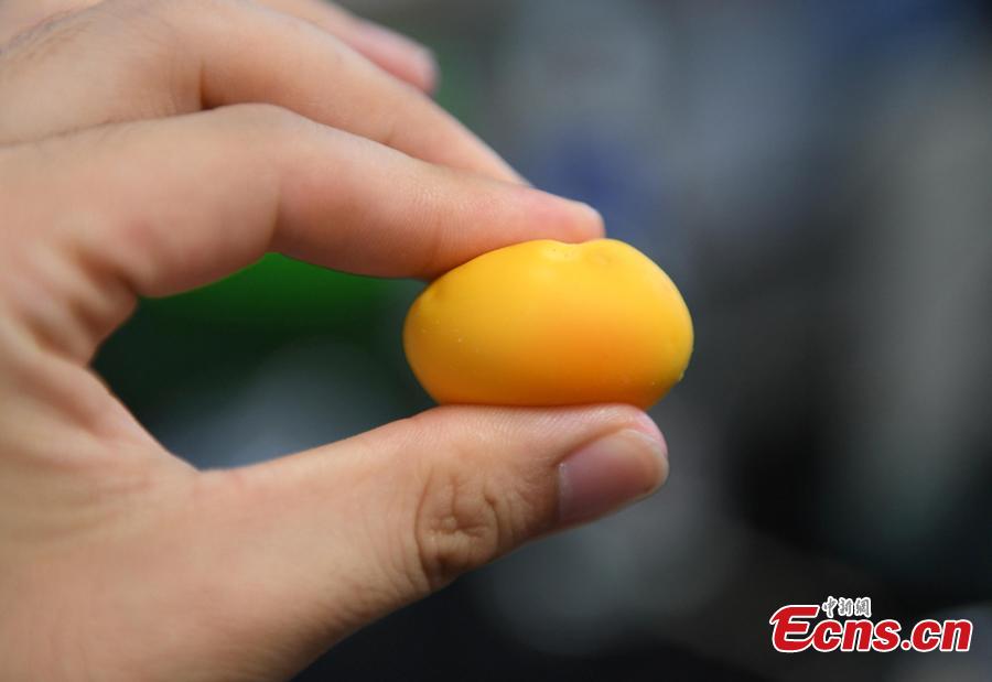 A researcher conducts an experiment to compare eggs in order to check on rumors about food safety in Hangzhou City, East China’s Zhejiang Province, July 10, 2018. Zhejiang University and Hangzhou City Market Supervision Bureau launched the test to inform the public about rumors such as using plasticizing agents in noodles, fake bouncing eggs and use of contraceptive pills in rice field eel farming. (Photo: China News Service/Wang Gang)