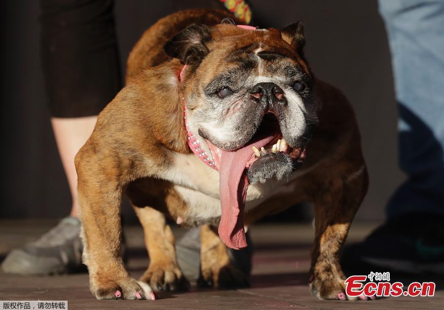 Zsa Zsa, an English Bulldog, takes the stage during The World\'s Ugliest Dog Competition in Petaluma, north of San Francisco, June 23, 2018. Less than three weeks after winning the crown of “World\'s Ugliest Dog,” Zsa Zsa, the English bulldog, has died at the age of 9, adducing to the dog’s owner Megan Brainard of Minnesota.(Photo/Agencies)