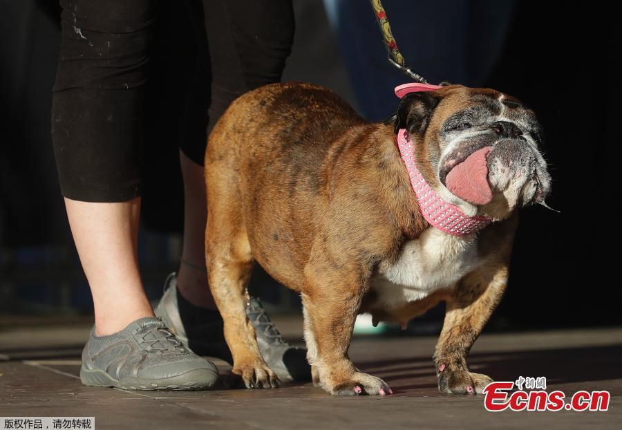 Zsa Zsa, an English Bulldog, takes the stage during The World\'s Ugliest Dog Competition in Petaluma, north of San Francisco, June 23, 2018. Less than three weeks after winning the crown of “World\'s Ugliest Dog,” Zsa Zsa, the English bulldog, has died at the age of 9, adducing to the dog’s owner Megan Brainard of Minnesota.(Photo/Agencies)