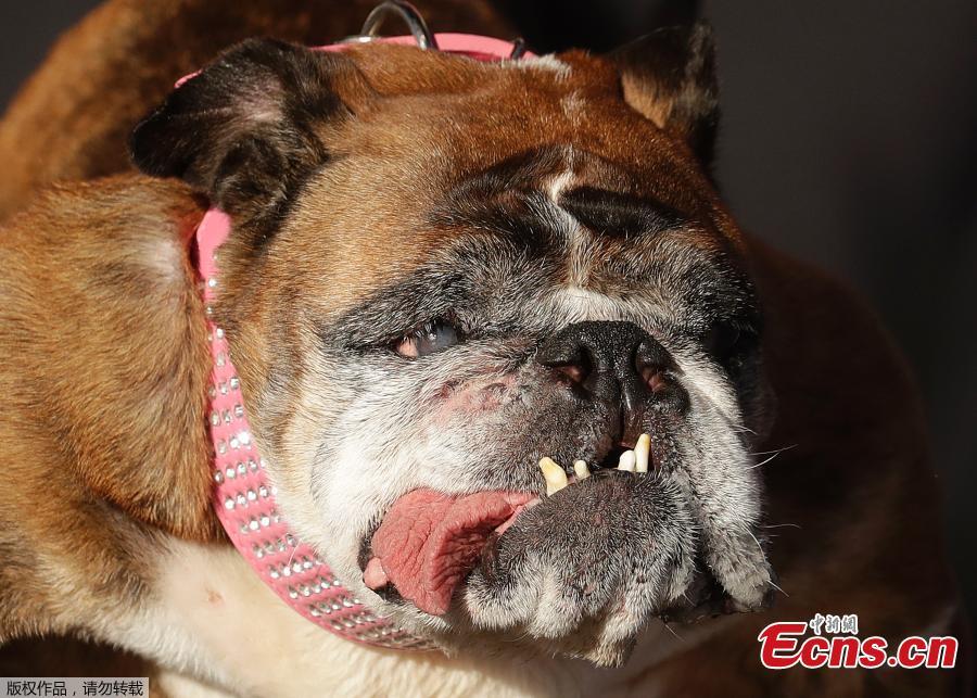 Zsa Zsa, an English Bulldog, takes the stage during The World\'s Ugliest Dog Competition in Petaluma, north of San Francisco, June 23, 2018. Less than three weeks after winning the crown of “World\'s Ugliest Dog,” Zsa Zsa, the English bulldog, has died at the age of 9, adducing to the dog’s owner Megan Brainard of Minnesota.(Photo/Agencies)