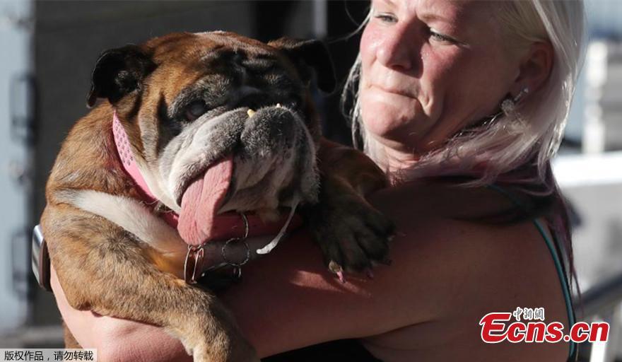 Zsa Zsa, an English Bulldog, takes the stage during The World\'s Ugliest Dog Competition in Petaluma, north of San Francisco, June 23, 2018. Less than three weeks after winning the crown of “World\'s Ugliest Dog,” Zsa Zsa, the English bulldog, has died at the age of 9, adducing to the dog’s owner Megan Brainard of Minnesota.(Photo/Agencies)