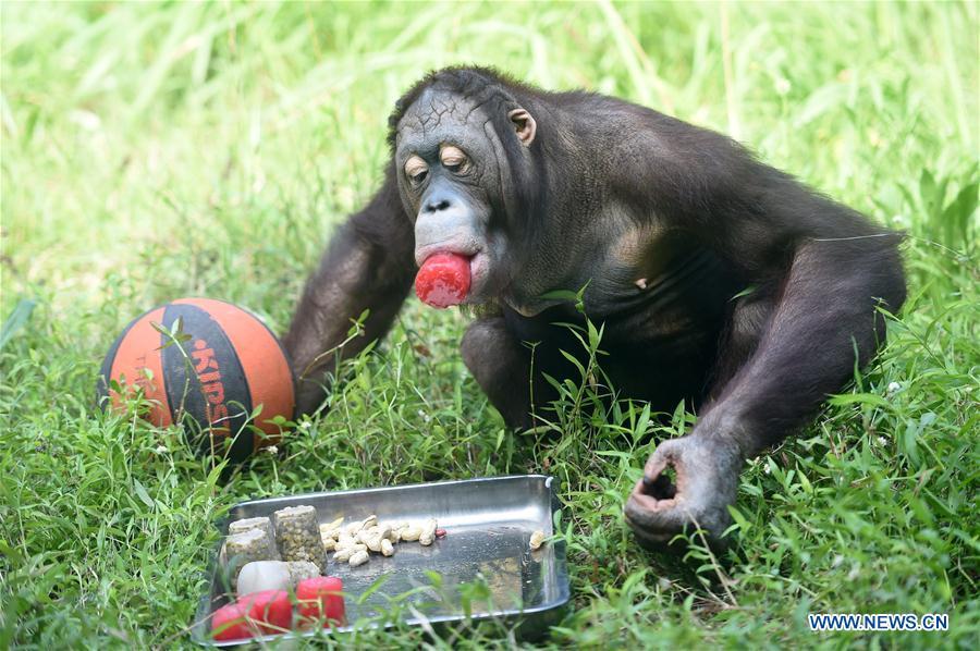 A chimpanzee feeds on a piece of frozen watermelon to cool off from summer heat waves at Chongqing Zoo in southwest China\'s Chongqing, July 13, 2018. (Xinhua/Tang Yi)