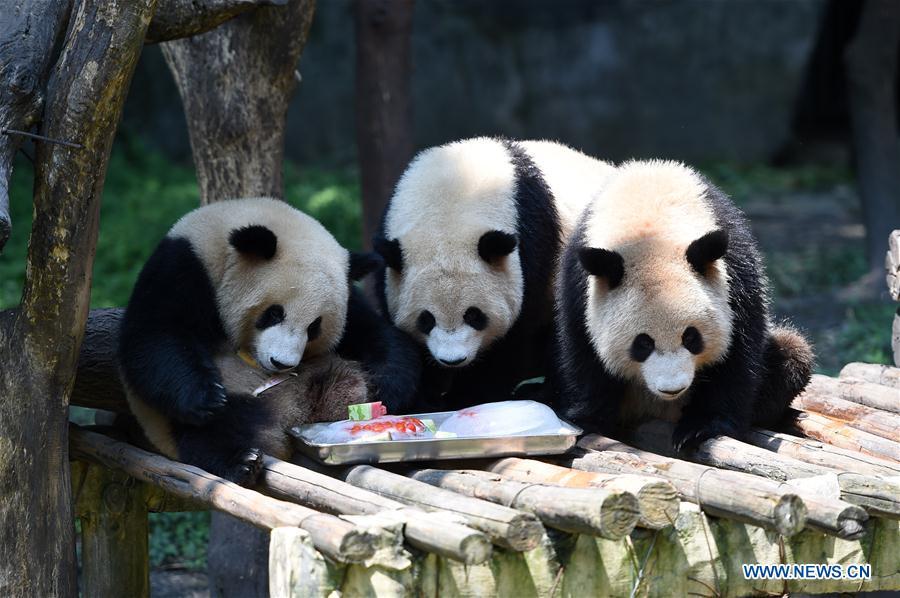 Giant pandas feed on frozen food to cool off from summer heat waves at Chongqing Zoo in southwest China\'s Chongqing, July 13, 2018. (Xinhua/Tang Yi)