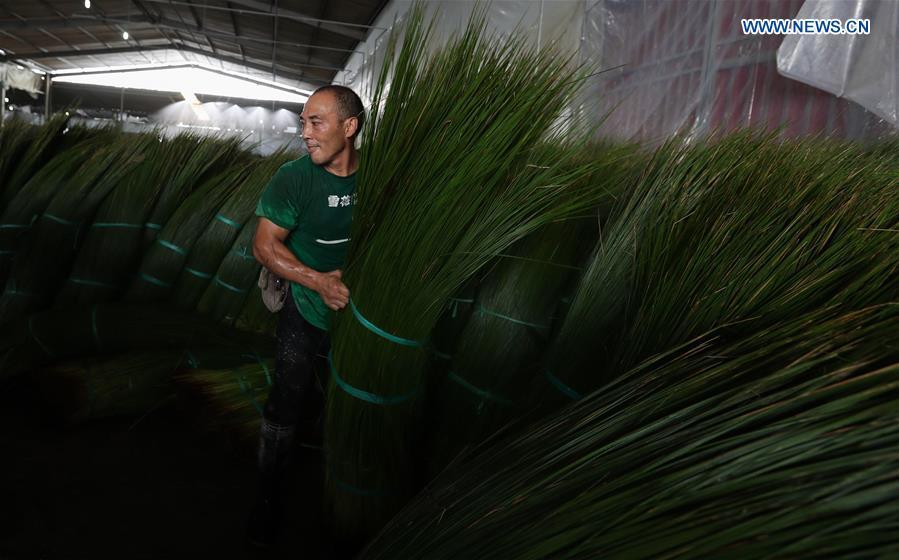 A worker carries bundled soft rush straws in a factory in Dongpo District of Meishan, southwest China\'s Sichuan Province, July 13, 2018. Meishan is a major producer and exporter of soft rush (Juncus effusus) in China. The straws of soft rush are widely used as a weaving material for mats and sheets. (Xinhua/Jiang Hongjing)