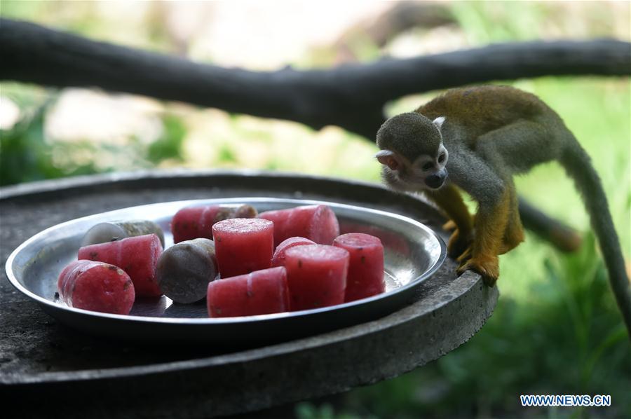 Frozen food is offered to a common squirrel monkey to help it cool off from summer heat waves at Chongqing Zoo in southwest China\'s Chongqing, July 13, 2018. (Xinhua/Tang Yi)