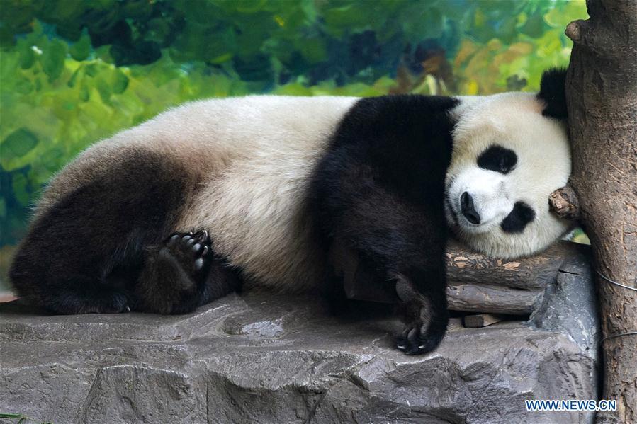 A giant panda cools off in a room equipped with air-conditioner in Hongshan Forest Park in Nanjing, east China\'s Jiangsu Province, July 13, 2018. Zoo authorities have taken measures to keep the animals cool in the summer around China. (Xinhua/Su Yang)