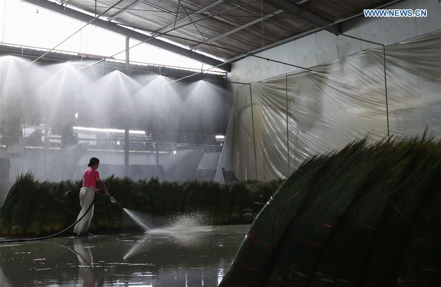A worker rinses bundled soft rush straws in a factory in Dongpo District of Meishan, southwest China\'s Sichuan Province, July 13, 2018. Meishan is a major producer and exporter of soft rush (Juncus effusus) in China. The straws of soft rush are widely used as a weaving material for mats and sheets. (Xinhua/Jiang Hongjing)