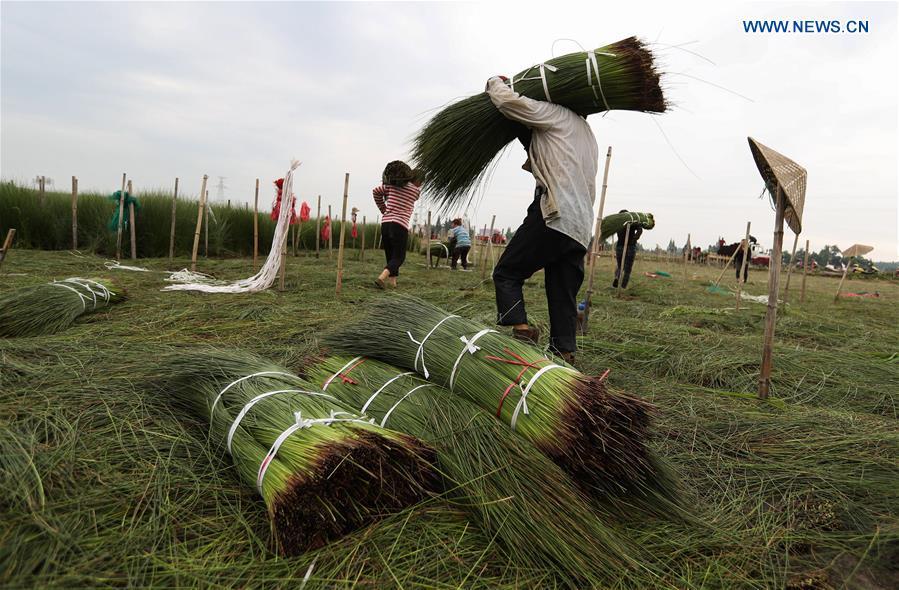 Farmers carry harvested soft rush straws in Dongpo District of Meishan, southwest China\'s Sichuan Province, July 13, 2018. Meishan is a major producer and exporter of soft rush (Juncus effusus) in China. The straws of soft rush are widely used as a weaving material for mats and sheets. (Xinhua/Jiang Hongjing)