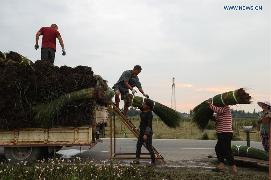 Farmers load harvested soft rush straws onto a truck in Dongpo District of Meishan, southwest China\'s Sichuan Province, July 13, 2018. Meishan is a major producer and exporter of soft rush (Juncus effusus) in China. The straws of soft rush are widely used as a weaving material for mats and sheets. (Xinhua/Jiang Hongjing)