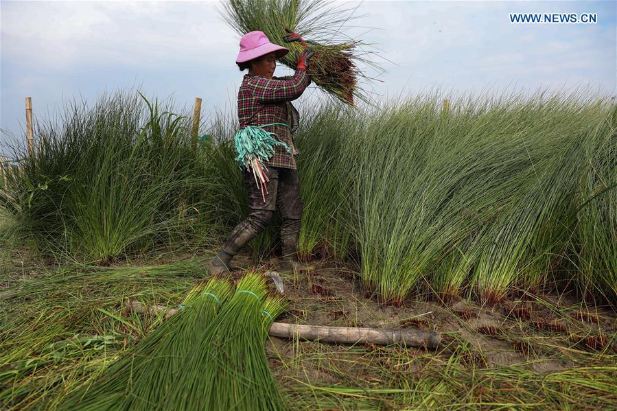 A farmer harvests soft rush straws in Dongpo District of Meishan, southwest China\'s Sichuan Province, July 13, 2018. Meishan is a major producer and exporter of soft rush (Juncus effusus) in China. The straws of soft rush are widely used as a weaving material for mats and sheets. (Xinhua/Jiang Hongjing)