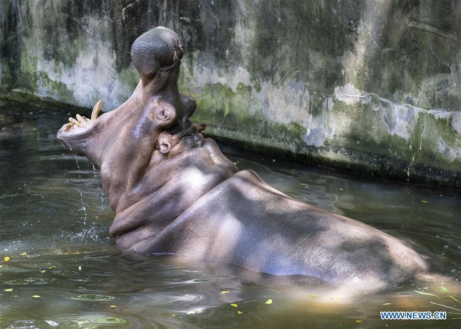 A hippo cools off in a pond in Hongshan Forest Park in Nanjing, east China\'s Jiangsu Province, July 13, 2018. Zoo authorities have taken measures to keep the animals cool in the summer around China. (Xinhua/Su Yang)