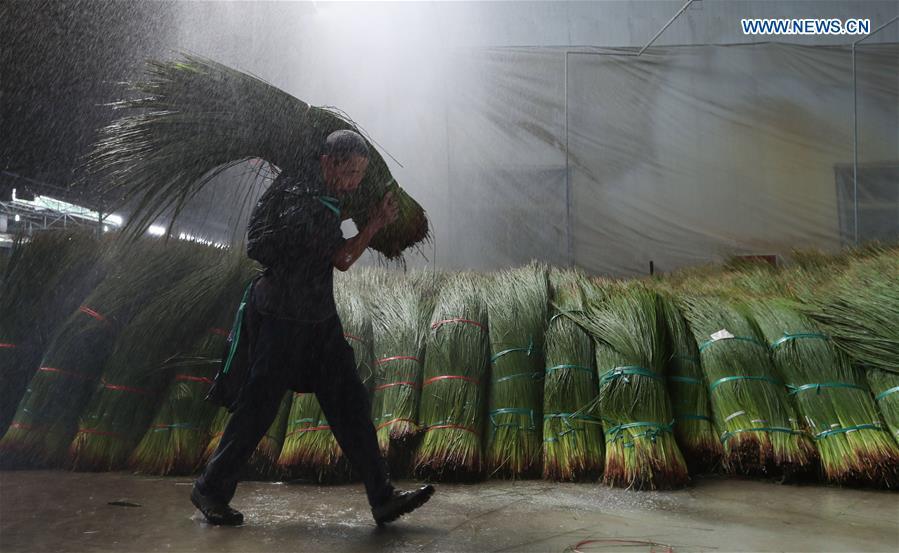 A worker carries bundled soft rush straws for a rinsing process in a factory in Dongpo District of Meishan, southwest China\'s Sichuan Province, July 13, 2018. Meishan is a major producer and exporter of soft rush (Juncus effusus) in China. The straws of soft rush are widely used as a weaving material for mats and sheets. (Xinhua/Jiang Hongjing)
