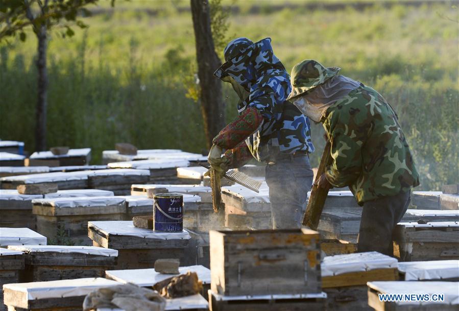 Beekeepers arrange honeycombs in Kazak Autonomous Prefecture of Ili, northwest China\'s Xinjiang Uygur Autonomous Region, June 28, 2018. Ili is one major lavender cultivation base in China and every summer is the harvest season for the beekeepers. (Xinhua/Zhao Ge)