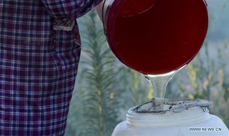 A beekeeper pours lavender honey into a bottle in Kazak Autonomous Prefecture of Ili, northwest China\'s Xinjiang Uygur Autonomous Region, June 28, 2018. Ili is one major lavender cultivation base in China and every summer is the harvest season for the beekeepers. (Xinhua/Zhao Ge)
