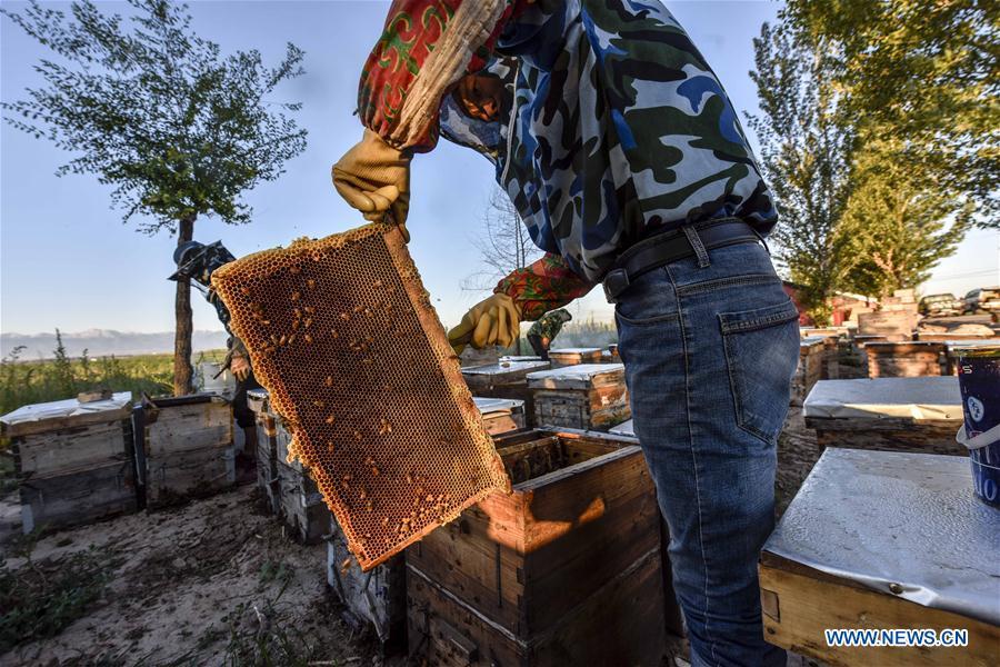 A beekeeper arranges a honeycomb in Kazak Autonomous Prefecture of Ili, northwest China\'s Xinjiang Uygur Autonomous Region, June 28, 2018. Ili is one major lavender cultivation base in China and every summer is the harvest season for the beekeepers. (Xinhua/Zhao Ge)