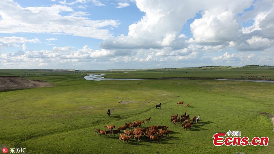 A view of an area of the Hulun Buir grassland in north China\'s Inner Mongolia Autonomous Region. It is now the best time of the year to visit the lush grassland. (Photo/IC)