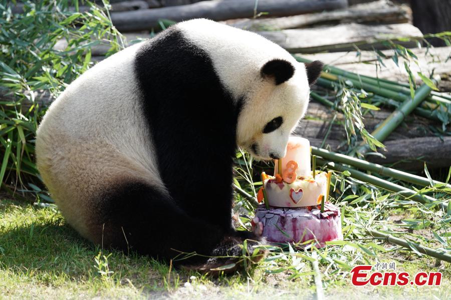 Jiaoqing, a Chinese male panda bear, enjoys a special cake made to celebrate its eighth birthday at the Berlin Zoo in Berlin, Germany, July 15, 2018. (Photo: China News Service/Peng Dawei)