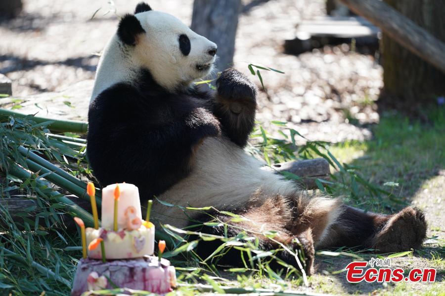 Jiaoqing, a Chinese male panda bear, enjoys a special cake made to celebrate its eighth birthday at the Berlin Zoo in Berlin, Germany, July 15, 2018. (Photo: China News Service/Peng Dawei)